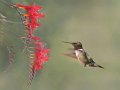 42 - Hummingbird - THONG PHAM - united states (the)